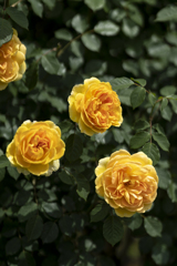 港の見える丘公園にて