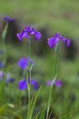 花菖蒲--2