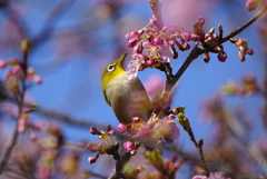 河津桜とメジロ君