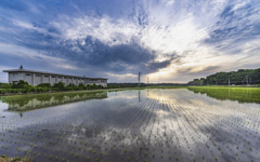 田んぼレフ朝景