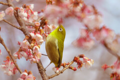 メジロ君と寒桜