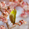 メジロ君と寒桜