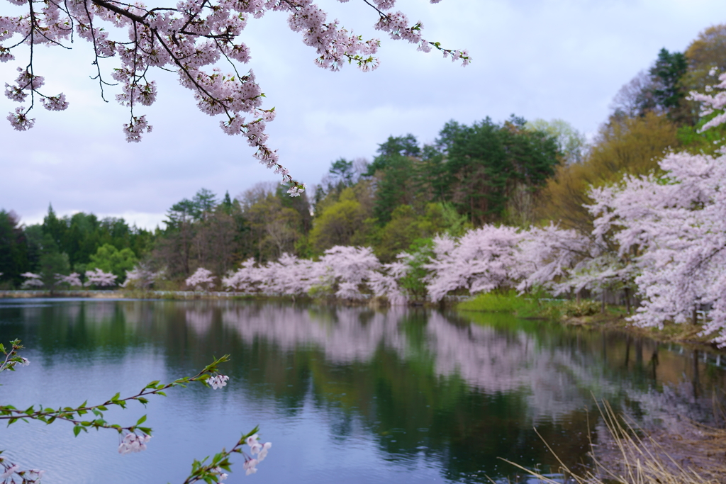 山里の桜（蔵出しです）