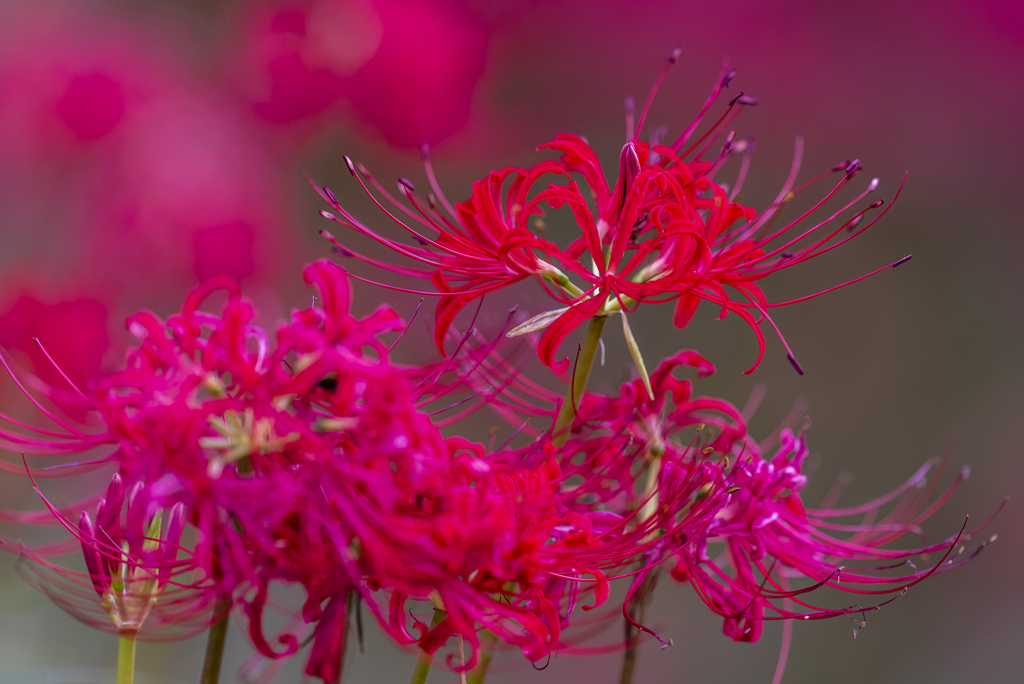 Lycoris