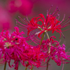 Lycoris