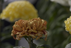 成田山新勝寺にて