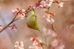 メジロ君と寒桜