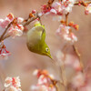 メジロ君と寒桜