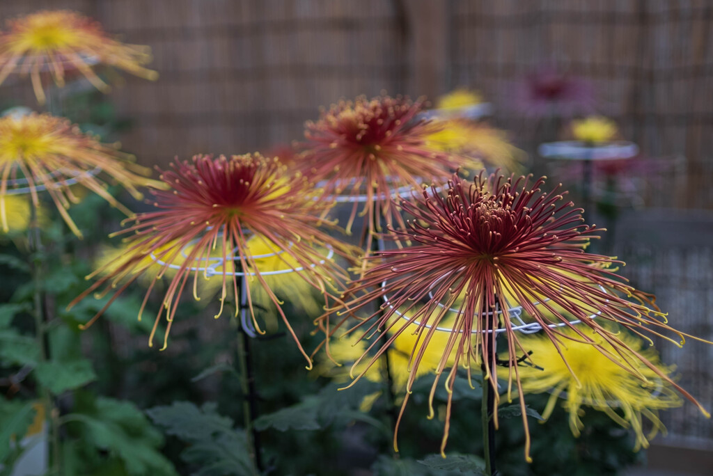 菊花