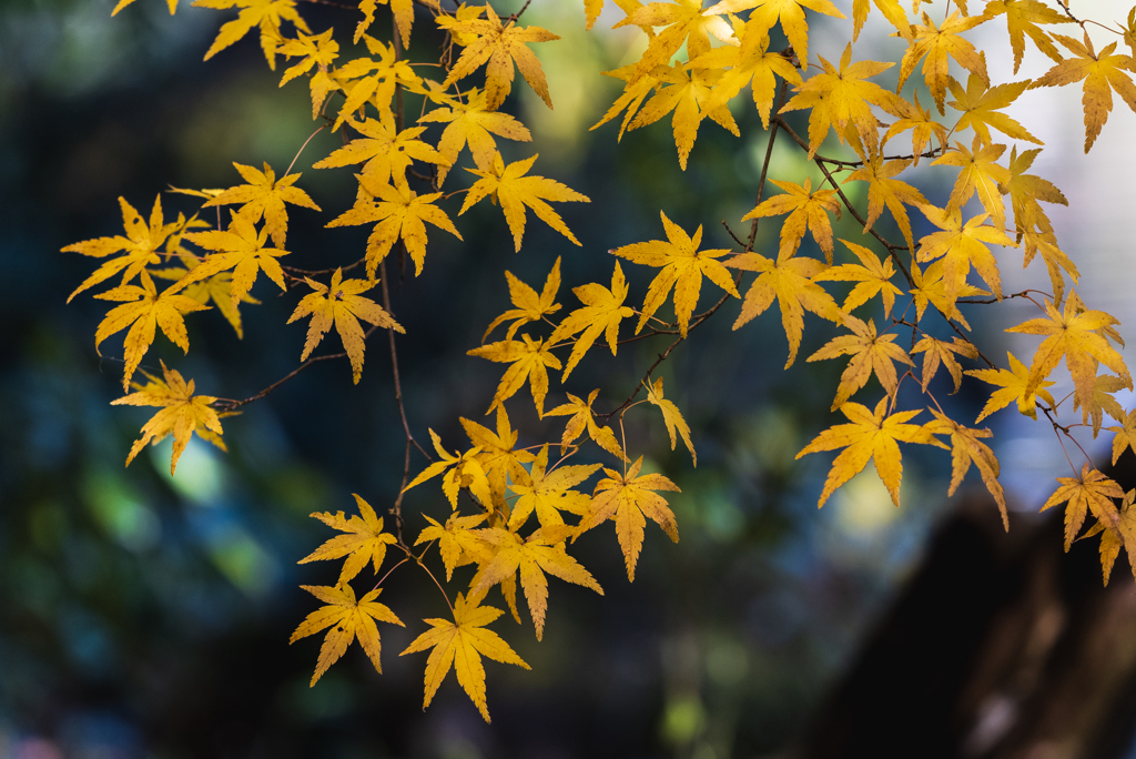 成田山新勝寺にて（昨年撮影）