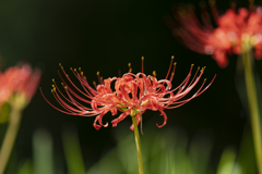Lycoris