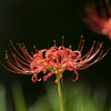 Lycoris