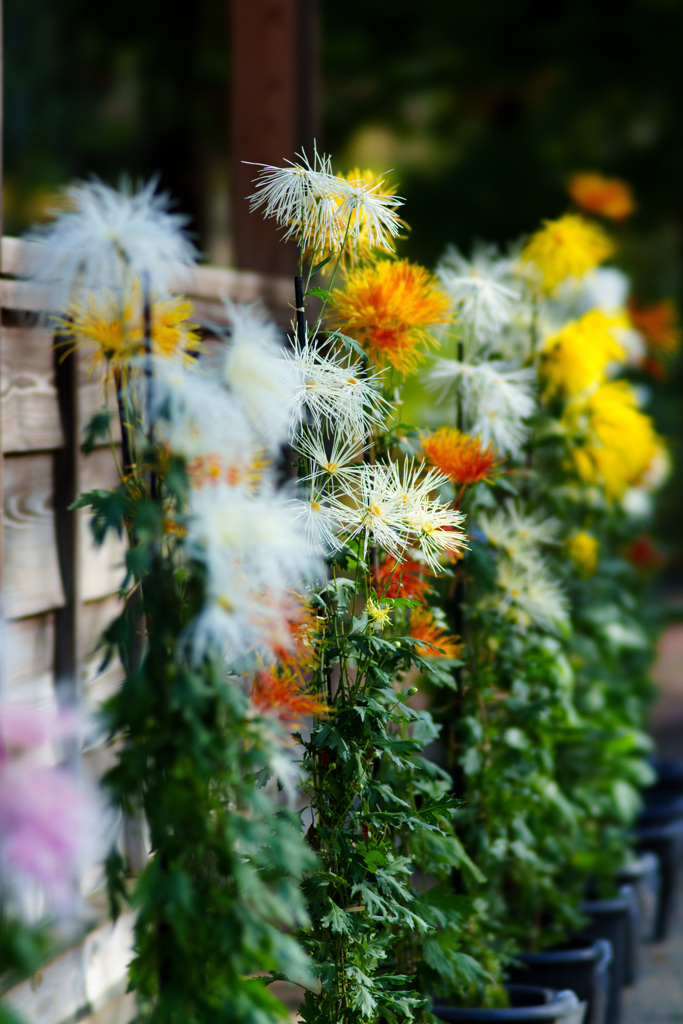 菊花