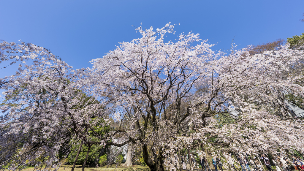 しだれ桜
