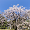 しだれ桜