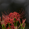 Lycoris