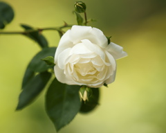 Purity