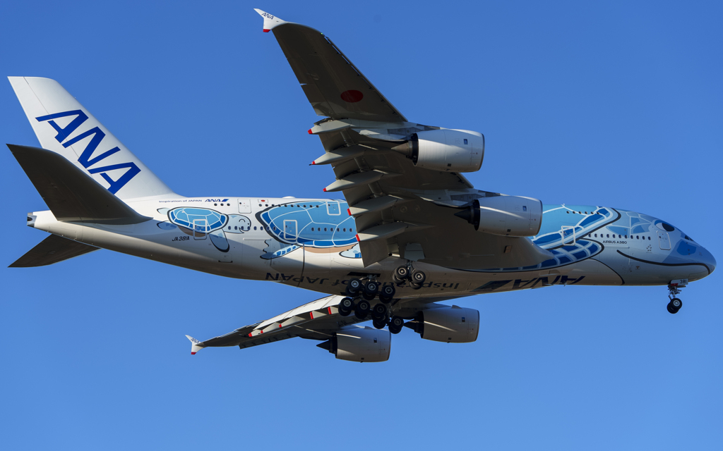 ラニ君の初日の出フライト