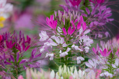 さくらの山公園にて