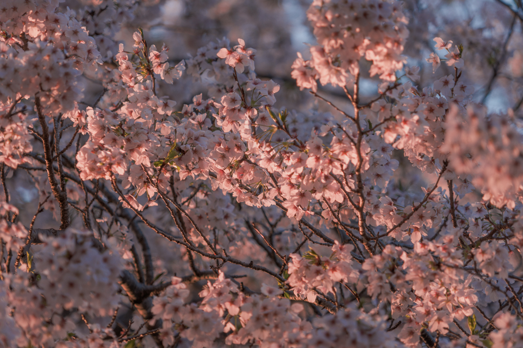 桜色の朝