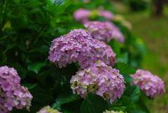 紫陽花