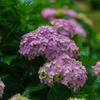 紫陽花