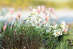 佐倉ふるさと広場にて