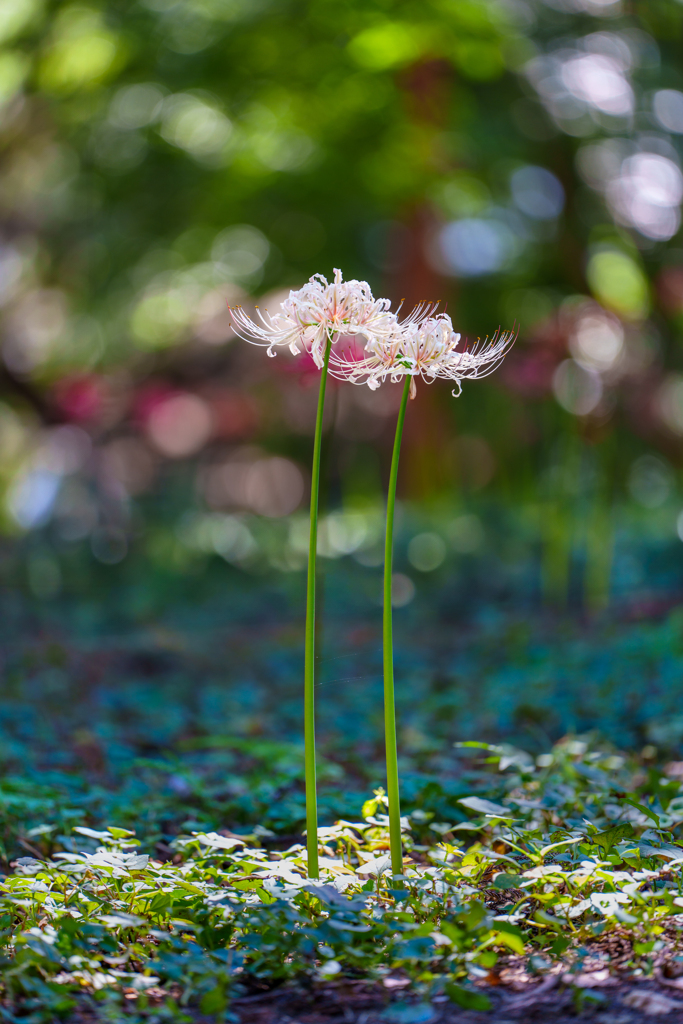 彼岸花