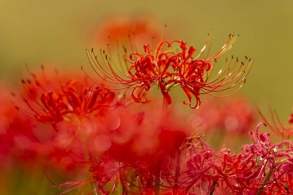 Lycoris