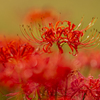 Lycoris