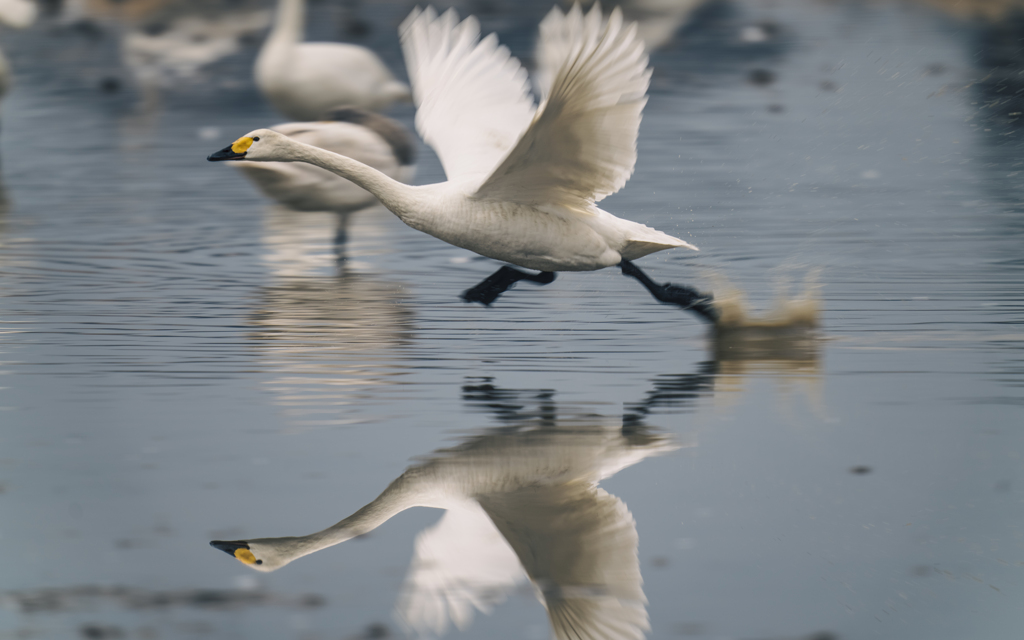 白鳥さん　