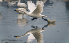 白鳥さん　