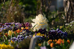 春花壇