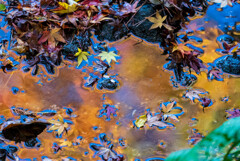 濡れ紅葉（成田山新勝寺）