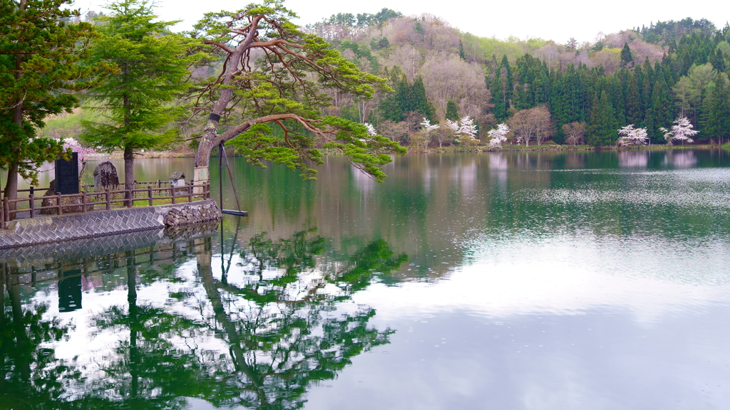 山里の桜（蔵出しです）