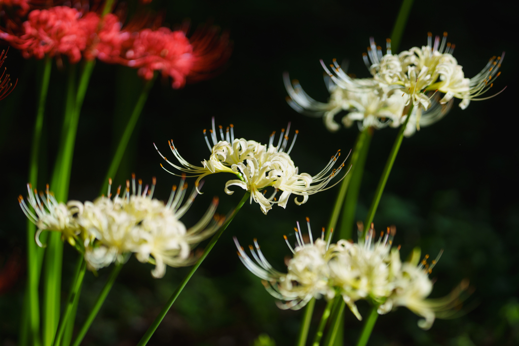 Lycoris