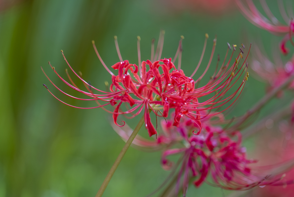 Lycoris