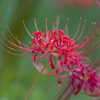 Lycoris