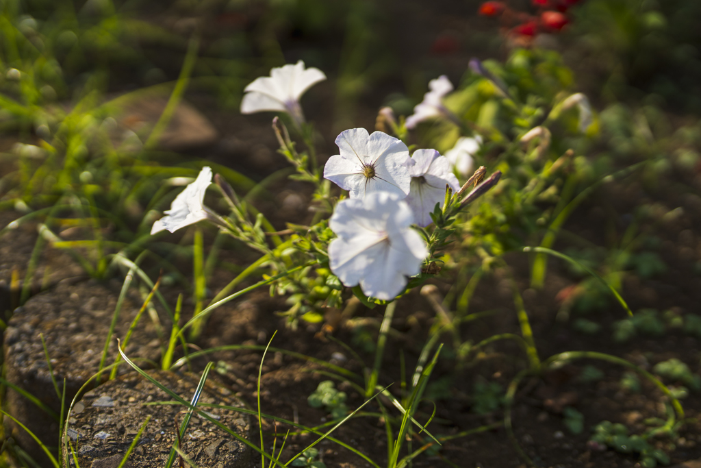 お花の撮影