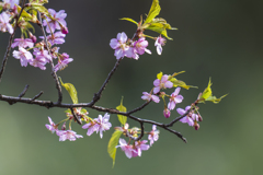 寒桜