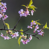 寒桜