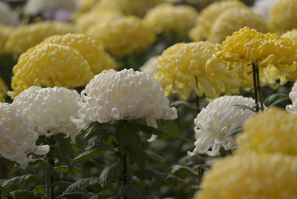 成田山新勝寺にて