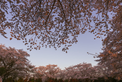朝桜