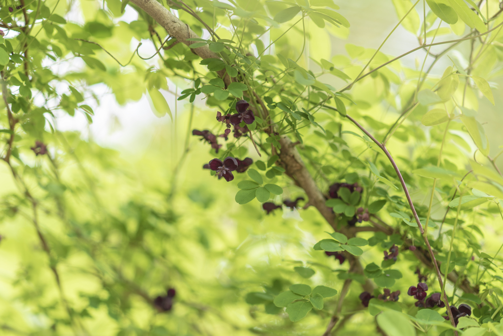 植物苑散策（アケビ）