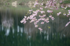 山里の桜(蔵出しです) 山里の桜(蔵出しです)