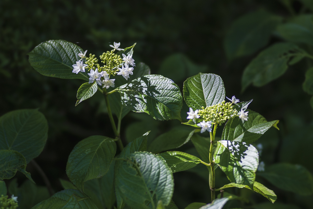 紫陽花