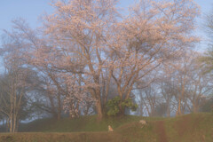 霞城の桜 霞城の桜
