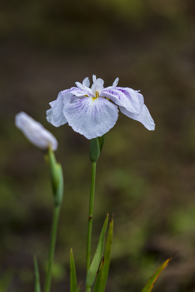 花菖蒲