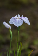 花菖蒲