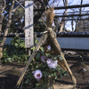 上野東照宮冬牡丹
